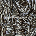 sunflower seeds 5009 363 361601 export to mideast market